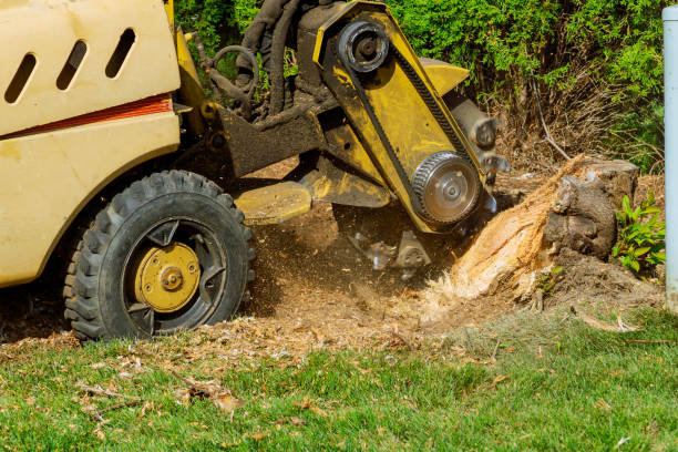 The Steps Involved in Our Tree Care Process in Bay Hill, FL